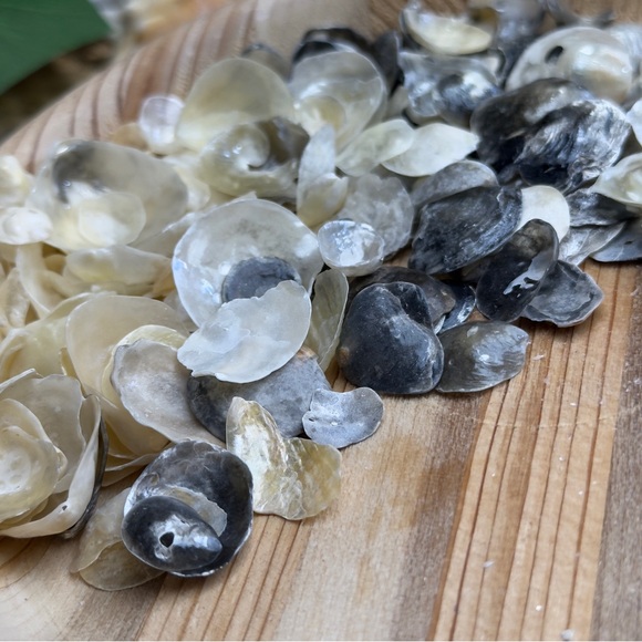 BULK REAL HAND PICKED FLORIDA JINGLE SHELLS SEASHELLS DIY CRAFTING CRAFTS LOT - Picture 12 of 13